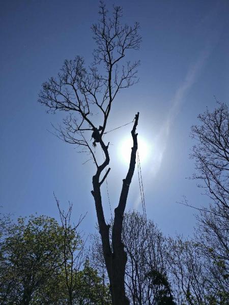 Clear Cut Tree Services