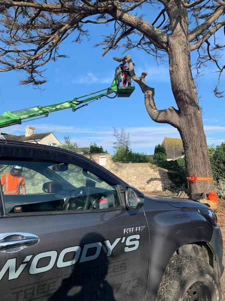 Woody's Tree Services