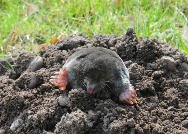 Jd's Pest & Vermin Control