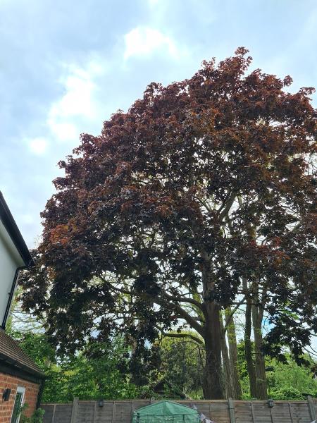 Treemedic LTD