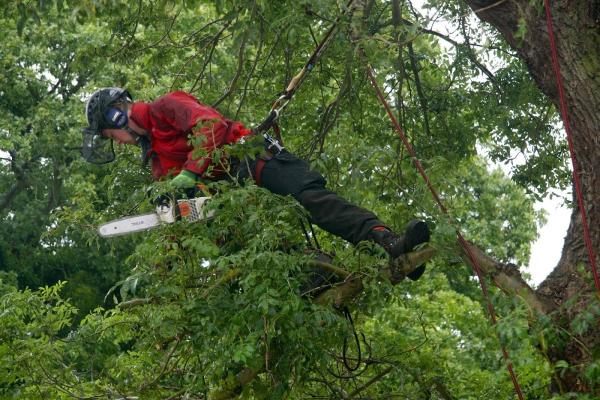 Heritage Tree Specialists