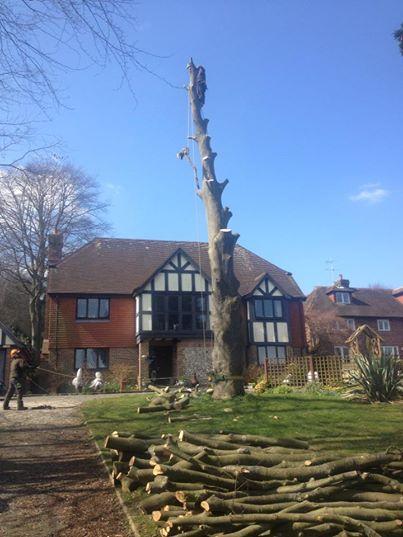 Town and Country Tree Services