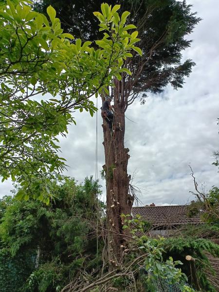 All About Arboriculture