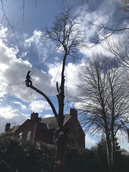All About Arboriculture