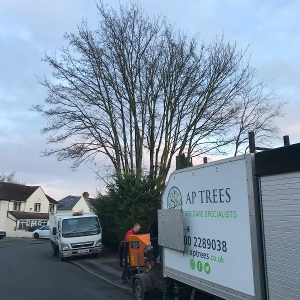 AP Trees (Kent) Ltd
