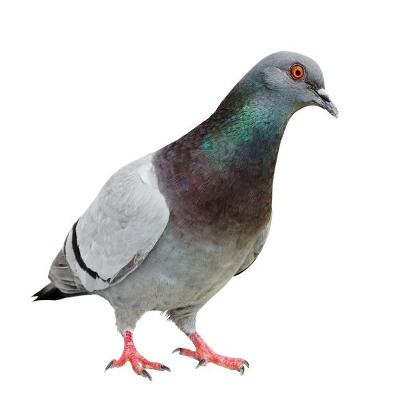 Khitan Bird and Pest Solutions