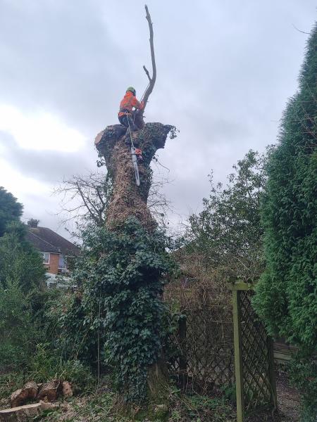 Treescapes Garden Services