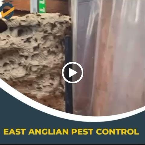 East Anglian Pest Control Ltd