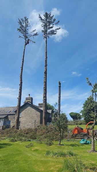 Underhill and Son Tree Surgery Ltd