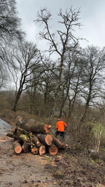 Tree Tech Arb & Forestry Services Ltd