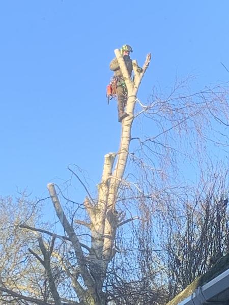 T Gray Tree Services