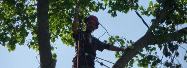 Arboriginal Tree Services