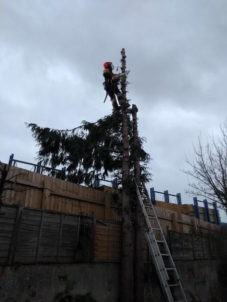 Arboriginal Tree Services