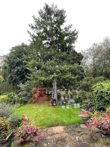 Arboriginal Tree Services