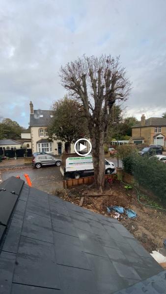 Four Seasons Tree Surgeons Ltd