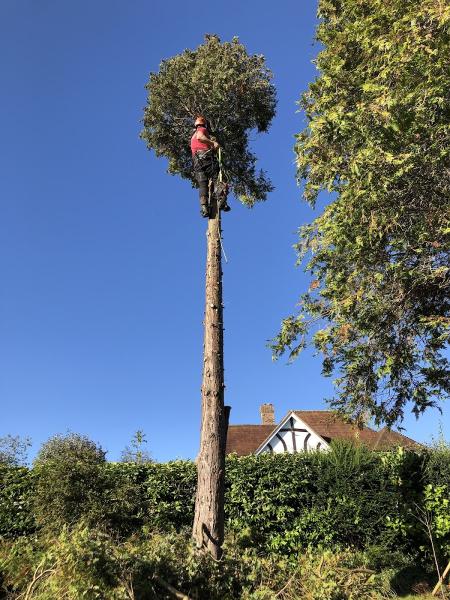 Surrey Hills Tree Surgery