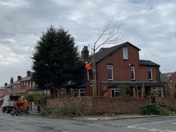 Wilmslow Tree & Stump Removals/Wilmslow Tree Surgeon