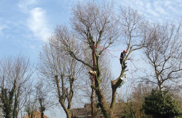 Wilmslow Tree & Stump Removals/Wilmslow Tree Surgeon