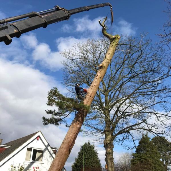 Thwaites Tree Care Ltd