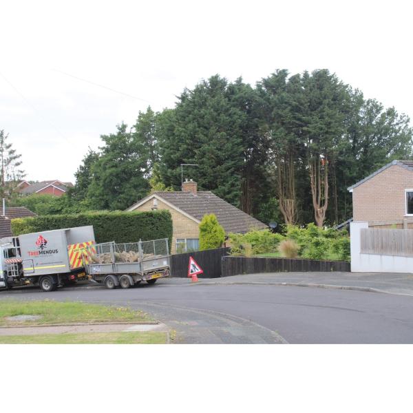 Treemendus Tree Services Ltd