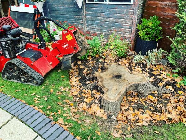Stumpers Professional Tree Stump Removal