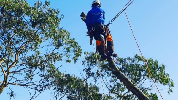 Coast & Country Tree Services