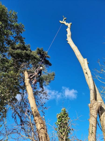 Coast & Country Tree Services