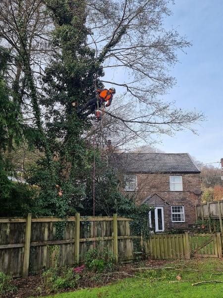 Coast & Country Tree Services