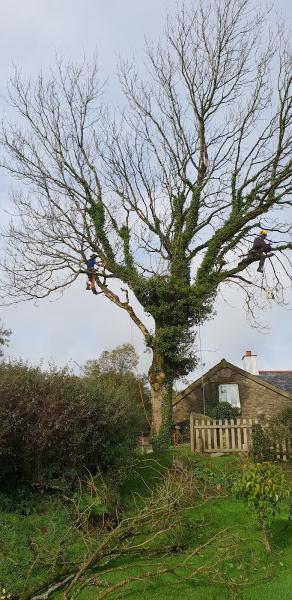 Coast & Country Tree Services