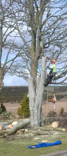 Alba Tree Services