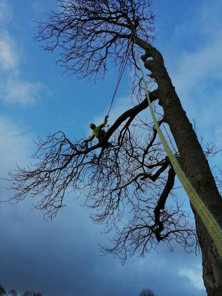 JC Arborists Harrogate Tree Surgeons & Tree Care