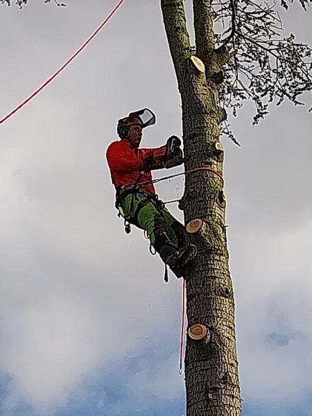 Danbury Tree Services