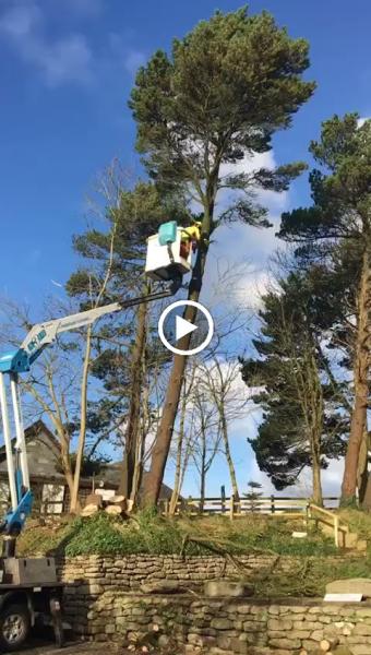 T.P Tree Services