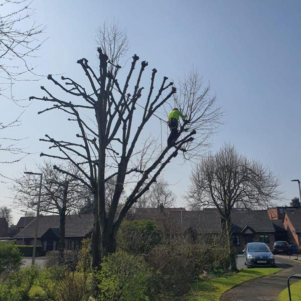 North Cheshire Forestry Tree Surgeon and Stump Removal High Peak