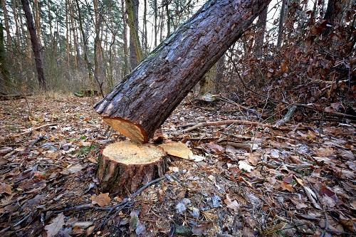 Solihull Arborists