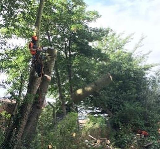 Haven Lea Tree Services