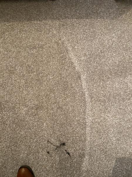 Pro Finish Carpet Cleaning
