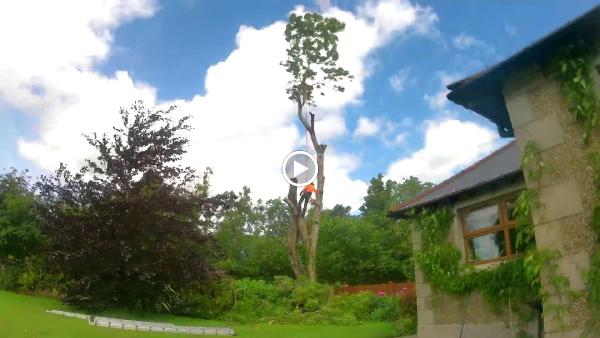 Causeway Tree Services