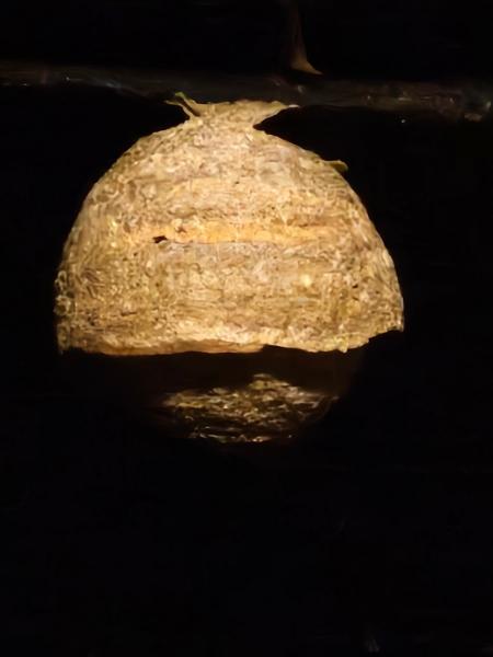 Springclean Cleaning and Pest Control Service