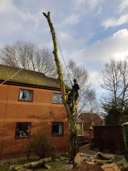 Poplar Tree Services Ltd