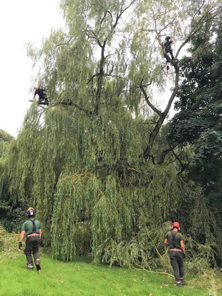 Lincolnshire Tree Services