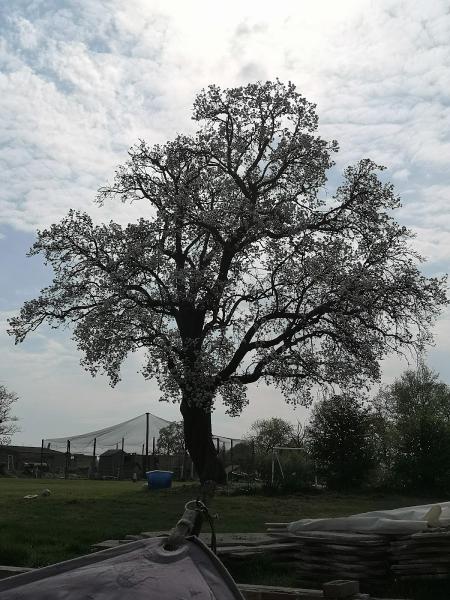 South East Tree Surgeons