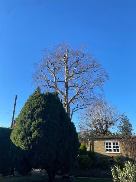 Herts Tree Surgeons