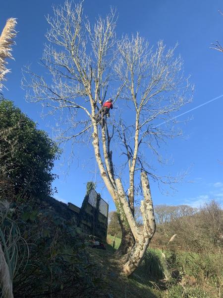 Chop and Chip Devon Tree Services