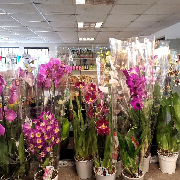 Braywick Plant Nurseries