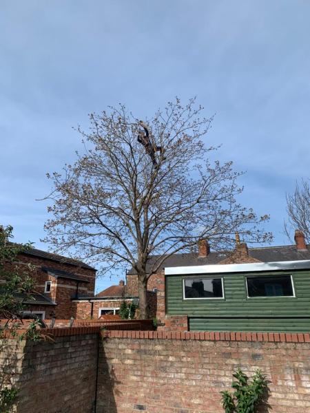 Trident Tree Works
