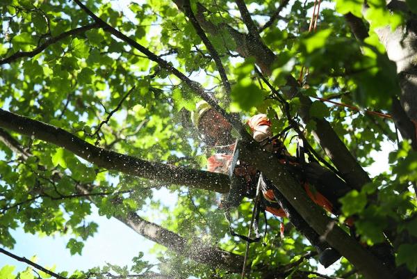Trident Tree Works