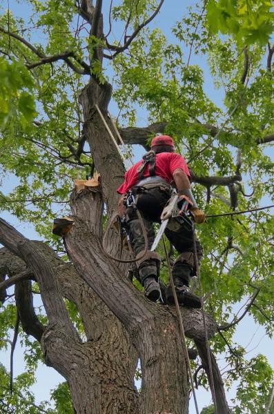 YTS York Tree Surgeon & Specialists