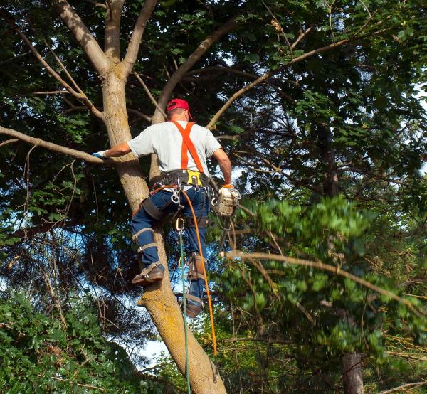 YTS York Tree Surgeon & Specialists