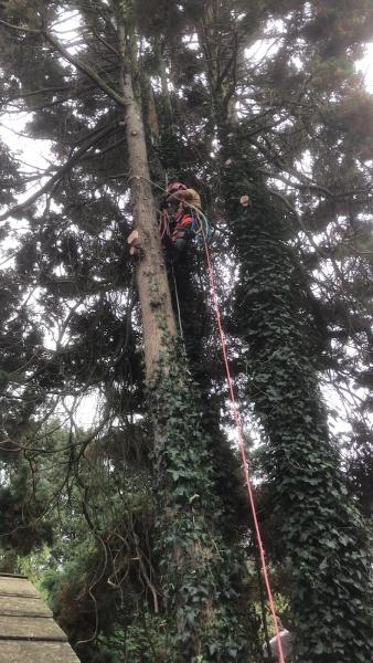 Branching Out Tree Arborist